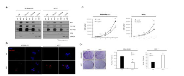 NID1 과발현 세포주를 구축하고 세포 증식 능력을 확인한 결과