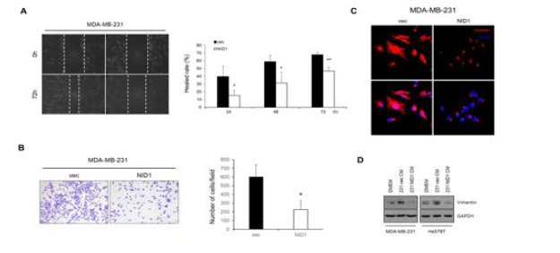 NID1 과발현 세포주에서 세포 이동 능력이 감소함을 확인한 결과