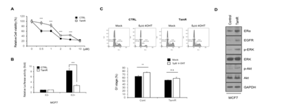 Tamocifen 저항성 세포주를 구축하고 실제 저항성을 가지는지 확인한 결과