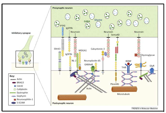 주요 억제성 신경회로 조절자 단백질들. 최근에서야 관련 기술 발달로 억제성 시냅스에 특이적으로 존재하는 단백질들이 밝혀지고 있으나 아직까지 대부분 그 기능이 모호함. 흥미롭게도 epilepsy, autism, schizophrenia 등의 뇌정신질환, 뇌발달질환 등과 연관되어 있음 (adapted from Ko et al., 2015)