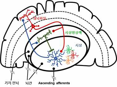 시상-대뇌피질 신경회로 모식도