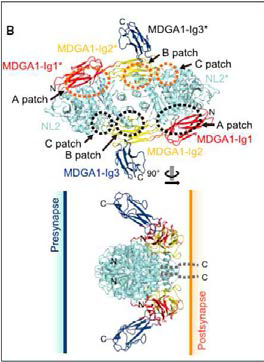 자폐 연관 시냅스 막 단백질인 MDGA1-neuroligin-2 복합체 구조 결정