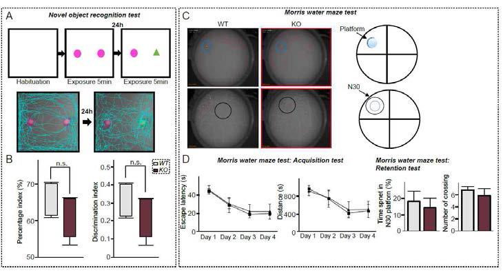 해마 치아이랑 시냅스 조절자 LRRTM3 낙아웃 마우스 행동 분석 II: (A-B) Novel object recognition test; (C-D) Morris water maze test