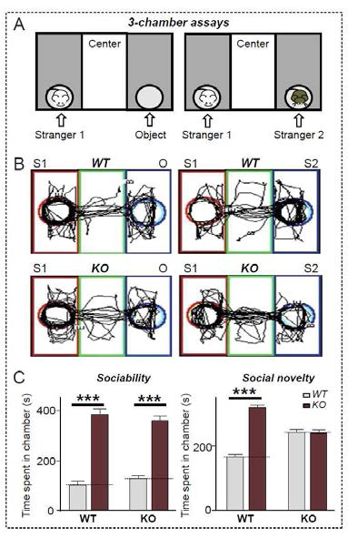 해마 치아이랑 시냅스 조절자 LRRTM3 낙아웃 마우스 행동 분석 III: (A) 3-chamber apparatus 모식도. 3개의 chamber 사이는 서로 통과할 수 있으며, 양쪽 chamber에는 pencil cup이 있어서 intruder mouse (Stranger 1)와 object를 두고 ‘sociability’ session을 실시함. 그 다음에 second intruder mouse (Stranger 2)를 object 대신에 넣어주고 각 chamber에서 머무는 시간을 측정함. (B) LRRTM3 낙아웃 마우스는 정상적인 sociability를 보임. 즉 Object보다는 Stranger 1에 훨씬 오래 머물게 됨. 하지만 정상적인 마우스와는 달리 Stranger 2와 Stranger 1에 비슷한 시간 탐색. (C) 정량결과