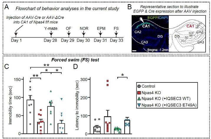 Npas4 해마 CA1 조건적 낙아웃 마우스에서 관찰된 depression-like behavior은 IQSEC3 단백질에 매개됨