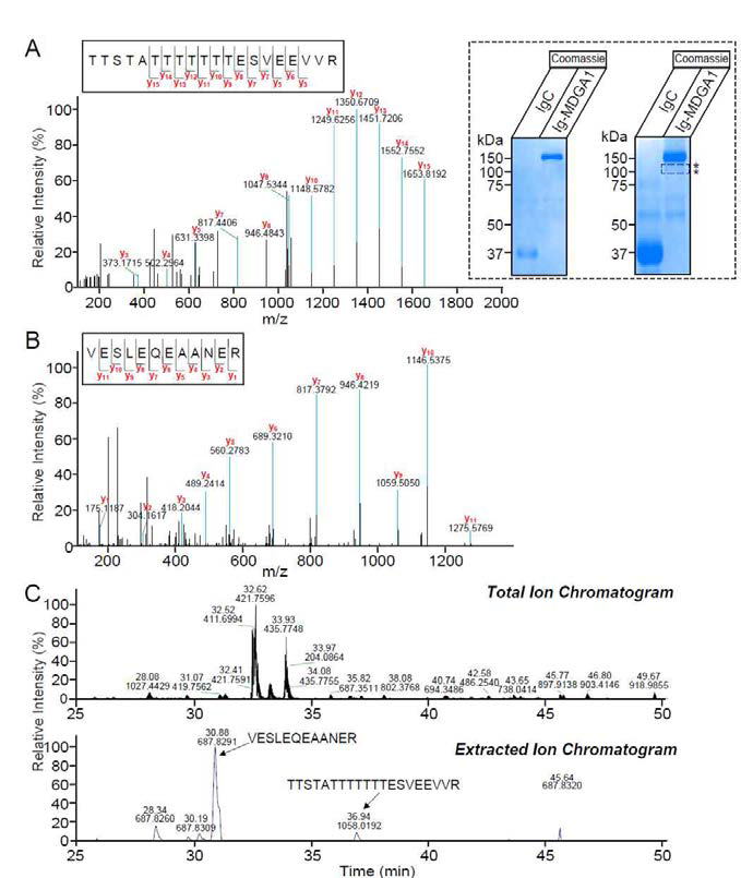 MDGA1-Fc로 mass spectometry 실시한 결과 APP 및 APLP2 peptide 검출