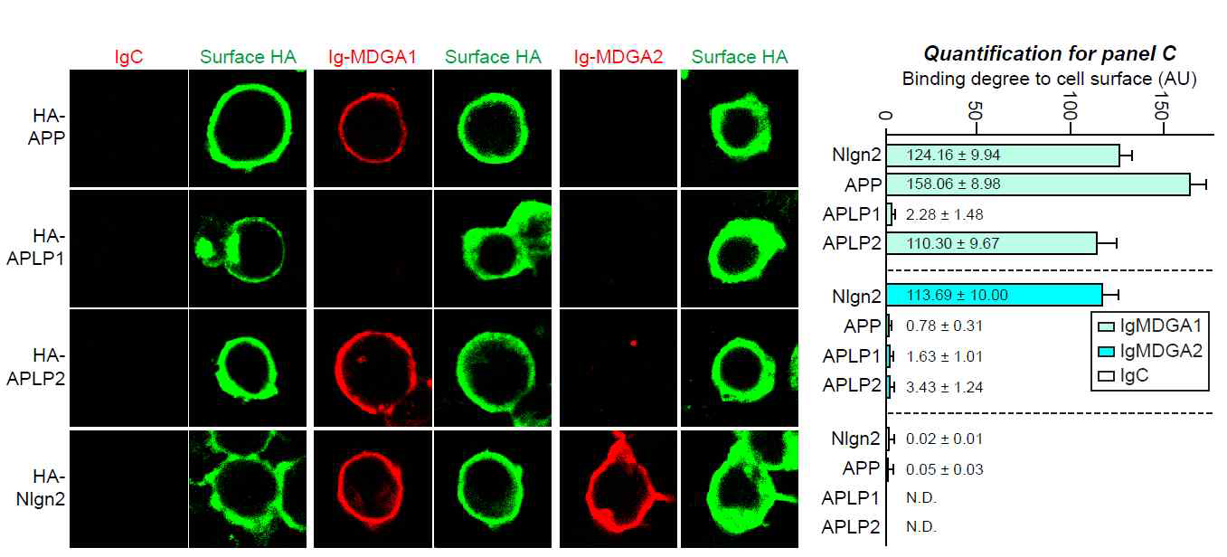 MDGA1는 APP 및 APLP2와 선택적으로 결합하나, MDGA2는 APP와 결합하지 않음