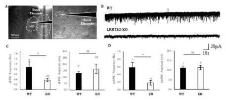 LRRTM3 KO 마우스 시상 내배측핵의 흥분성 시냅스 전류 변화 분석