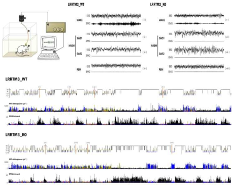 LRRTM3 낙아웃 마우스에서의 뇌파 및 근전도 변화 분석