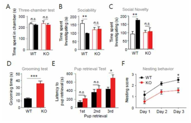 VRK3 낙아웃 마우스의 사회성 측정 분석 결과