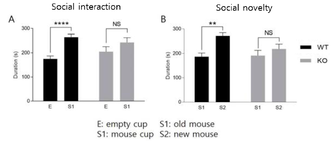 VRK2 낙아웃 마우스의 사회성 측정 분석 결과