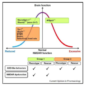 신경회로의 기능에 큰 영향을 미치는 NMDA 수용체의 이상이 자폐 기전 중 하나로 주목받고 있음 (adapted from Lee et al., 2015) 즉 NMDA receptor 및 AMPA receptor 등의 글루타메이트 수용체들의 기능이 너무 높지도 낮지도 않도록 균형을 유지하는 것이 중요하다고 제안됨