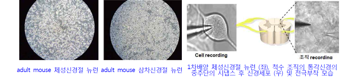 입력신경망 뉴런 1차배양 플랫폼 가동 및 조직 수준의 patch clamp recording 기술 수립