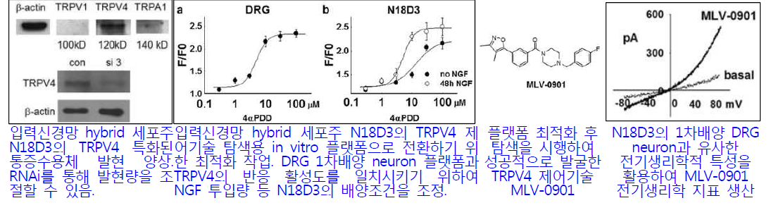 입력신경망 hybrid 세포주 플랫폼 가동 및 최적화를 통한 통증수용체 TRPV4 제어기술 발굴