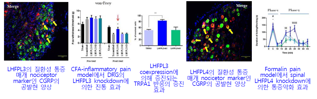 1단계 연구수행을 통해 규명한 통증변조인자 LHFPL계열의 진통표적분자 유효성