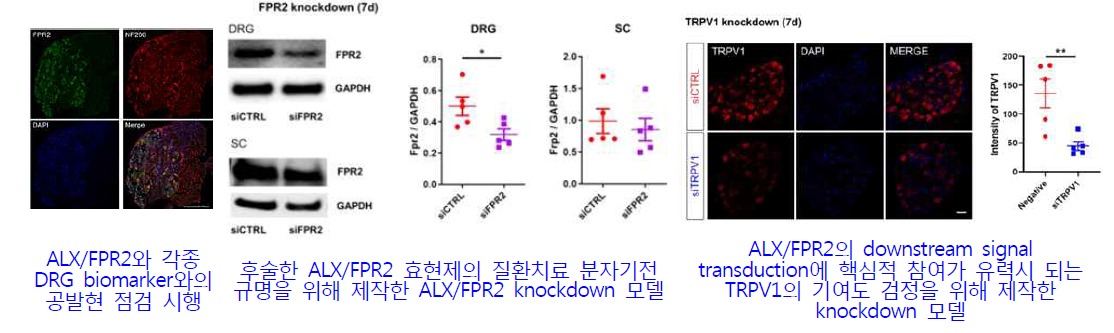 1단계 연구수행을 통해 규명한 통증변조인자 ALX/FPR2의 발현양상 및 질환기여도 평가에 활용한 각종 knockdown 모델 제작