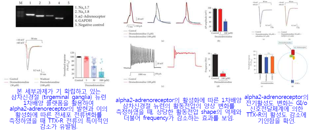 통증변조인자 alpha2-adrenoreceptor의 삼차 입력신경망 특화 신호변조 기전 최초규명