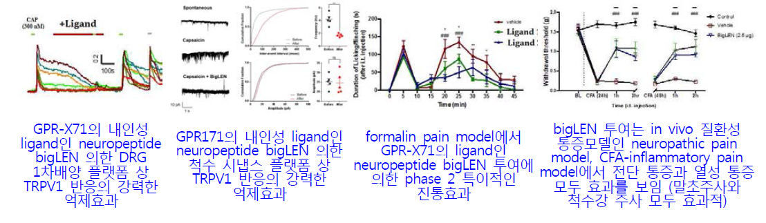 1단계 연구수행을 통해 규명한 통증변조인자 GPR171의 진통 기전 및 표적분자 유효성 평가