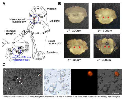 DiI를 이용한 MTN 세포 표지 (A) MTN 신경세포 표지를 위하여 저작근에 DiI를 주입함. (B) MTN 핵을 분리함 (C) 배양후 DiI로 표지된 MTN 신경 세포를 확인하였음