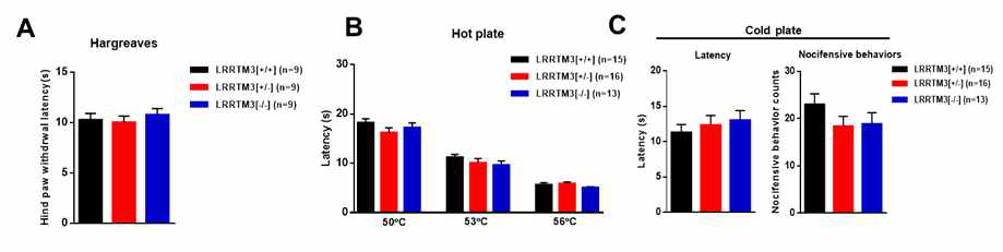 LRRTM3 transgenic mice를 이용한 온도자극에 따른 통증 반응 확인 (A) LRRTM3 naive(+/+), hetero(+/-), Knock-out(-/-) mice의 발바닥에 적외선에 의한 열자극을 주었을 때 나타나는 통증 반응이 군별로 차이가 없는 것을 확인함. (B) 뜨거운 온도(50, 53, 56℃)자극에 의한 통증 반응에 차이가 없었음. (C) 차가운 온도 자극(-5℃)에 의한 통증 반응에 차이가 없었음