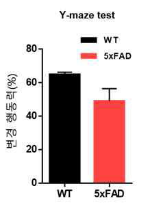 5xFAD 모델을 이용해 Y-maze test를 통해 인지능력 평가 (A, B) Y-maze test를 진행한 결과, 5xFAD 모델의 인지능력이 대조군에 비해 떨어지는 경향성을 나타냄