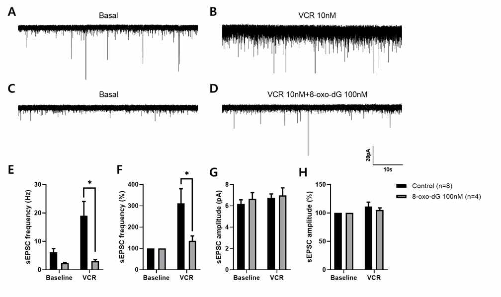 8-oxo-dG가 척수 조직 절편에서 vincristine에 의해 강화된 통증신호 전달경로 내 시냅스 가소성을 억제함. (A-D) 척수 조직 절편에서 basla, VCR 10nM, VCR 10nM+8-oxo-dG 100nM을 각각 처리하여 spontaneous excitatory post-synaptic current (sEPSC)를 측정한 대표 trace. (E, F) VCR 처리에 의해 sEPSC frequency가 증가하였으며, 이를 8-oxo-dG 처리를 통해 억제하였음. (G, H) 8-oxo-dG를 전처리 한 후 sEPSC를 측정한 결과, sEPSC amplitude에서는 대조군에 비해 별다른 차이가 없었음