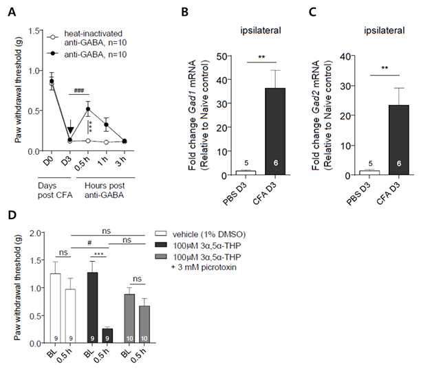 GABAA 이온채널이 염증성 통증을 유발시키는데 관여하는 것을 확인함 (A) 염증성 통증 모델에서 GABA 항제 처리를 통해 열 통각과민화를 억제함. (B-C) CFA-injected mice의 ipsilateral 발바닥 부위에서 gad1, gad2의 발현율이 증가하였음. (D) GABAAR 길항제 처리를 통하여 GABA 억제에 의한 진통효과의 reversal 현상을 확인하였음