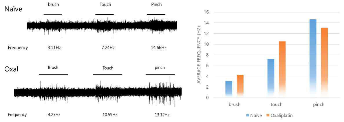 Oxaliplatin으로 유도된 만성통증 모델에서 다양한 자극에 따른 WDR 신경의 firing frequency를 확인 Oxaliplatin 모델의 WDR 영역에서 extracellular recording을 진행하였으며, touch 자극에서 대조군과 비교하여 신경세포의 활성 정도가 증가하는 경향성이 있음을 확인함