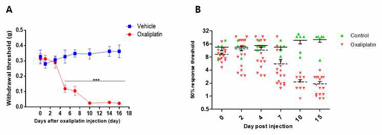 Oxaliplatin으로 유도된 만성 통증 모델 (A) mouse에서 10 mg/kg의 oxaliplatin 단회 처치로 만성통증이 유발됨. (B) rat에서 4 mg/kg의 oxaliplatin 3회 처치로 만성통증이 유발됨