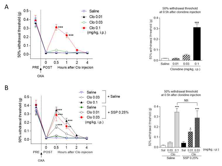 침자극으로 유도된 청반핵에 의한 하행성진통계의 활성이 결과적으로 clonidine의 투여량 감소 가능 확인 (A) 0.1 mg/kg의 clonidine에서 진통 효과가 보임을 확인함. (B) 침자리 자극 시 0.01 mg/kg의 clonidine으로도 진통반응을 보였으며, 0.03 mg/kg의 clonidine으로도 0.1 mg/kg의 clonidine과 동일한 효과를 보였음