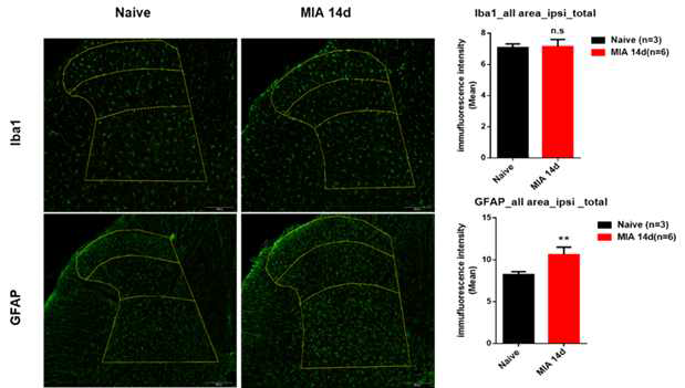 염증성 통증 모델을 이용하여 척수신경망 내 신경 교세포(microglia, astrocyte)의 활성 및 발현정도를 비교함. 염증성 통증 모델의 척수조직을 이용하여 면역형광염색법을 수행한 결과, microglia의 발현양은 대조군에 비해 별다른 영향이 없었으나, astrocyte의 발현양이 대조군에 비하여 증가함