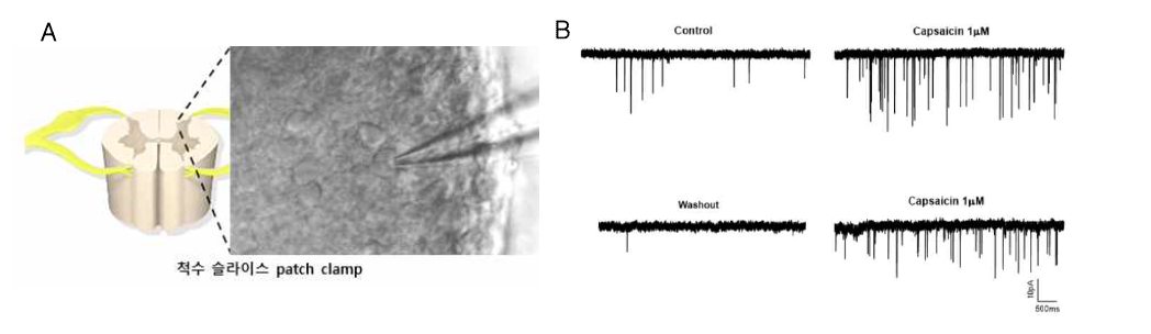 Slice patch clamp 기법을 통한 척수신경망 시냅스 가소성 평가 플랫폼 구축 (A) 척수 후각 내 laminaⅠ,Ⅱ 부위의 통각신경세포 (B) 시냅스 후 척수신경세포에서 기록한 capsaicin에 의해 유도 된 흥분성 연접후 전위(EPSC)