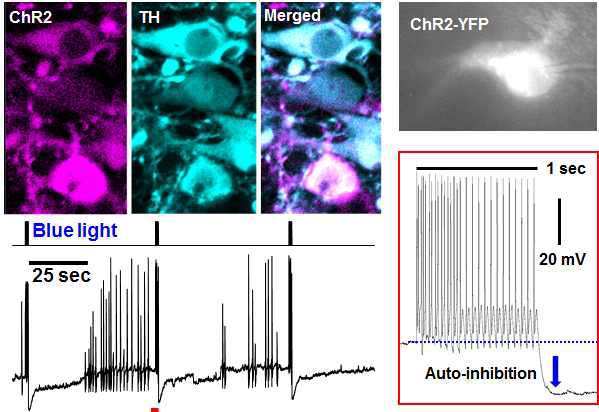 광유전학을 통한 LC 뉴런 활성화 ChR2가 발현되어 있는 LC 뉴런에 푸른 빛을 비춰주어 LC 뉴런을 활성화 시켰을 때 LC 뉴런에서 폭발성 활동전위 및 그로 인해 발생하는 자가억제기전을 확인 할 수 있음