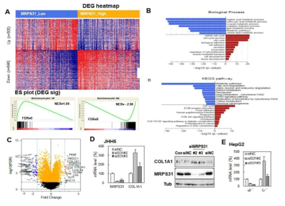 MRPS31 loss에 의해 발현되는 간암 타겟발굴 (COL1A1)