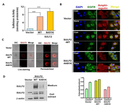 SULF2 서열변이가 SULF2의 세포막으로의 이동에 미치는 영향