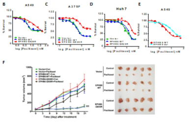 In vitro/In vivo 실험을 통한 EPHB6 서열변이가 paclitaxel 저항성에 미치는 영향 검증