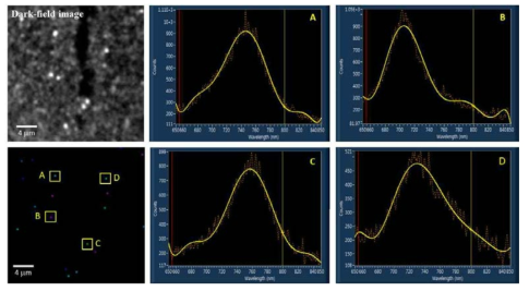 본 시스템을 이용하여 관찰한 금 나노막대 형성 기판의 암시야 현미경 이미지 및 임의로 선정한 네 개의 단일 금 나노막대에 대한 개별 LSPR 흡수 스펙트럼 결과
