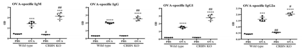 CRBN 삭제 마우스와 wild type마우스의 면역유발에 따른 항체 subtype들의 분비량 변화