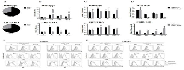 CRBN발현에 따른 B세포의 항체 생성. A) Wild type과 CRBN KO 마우스의 spleen내 B세포와 T세포의 비율. B) Splenocyte와 B세포의 세포수 증가. C) Splenocyte와 B세포의 IgM 분비. D) 세포당 IgM 생성량. E) Wild type 마우스의 B세포의 activation marker 발현. F) CRBN KO 마우스의 B세포의 activation marker 발현