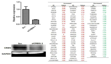 B세포에서 CRBN knockdown에 따른 유전자 발현 패턴 변화