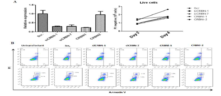 CRBN 발현과 apoptosis와의 연관성 조사