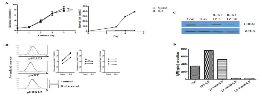 STAT 기전을 통한 B세포 항체 분비와 lenalidomide를 통한 항체 분비 억제. A) IL-6처리에 의한 세포수 확인과 IgM 분비 증가. B) IL-6에 의한 STAT3 인산화 증가. C) Len처리를 통한 CRBN 발현 감소. D) Len 처리에 의한 IgM 분비 감소