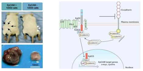 EpCAM+ 간암줄기세포에 의한 종양 형성 및 Wnt/β-catenin 신호전달체계 활성화 (Gastroenterology 2009)