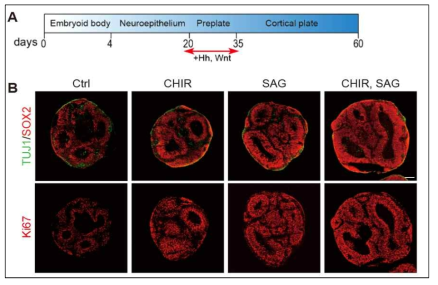Hh과 Wnt 신호 전달 체계 증가를 통한 neural progenitor cells 증식 유도