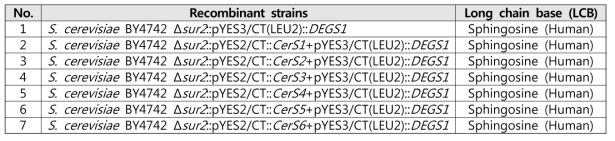 효모에서 Human ceramide 생합성을 위해 확보된 재조합 균주