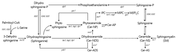 Saccharomyces cerevisiae의 스핑고리피드 대사 경로