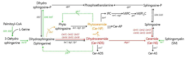 Human ceramide 생합성을 위한 대사 경로 재구성