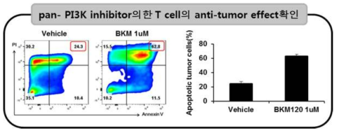 pan-PI3K inhibitor의한 T cell의 anti-tumor effect 검증