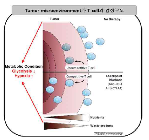 Tumor microenvironment 대사조건