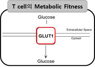 T cell의 Metabolic Fitness에 중요한 역할을 하는 GLUT1